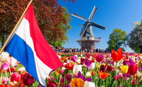 Blooming colorful tulips flowerbed in public flower garden with windmill and waving netherlands flag on the foreground. Popular tourist site. Lisse, Holland, Netherlands.