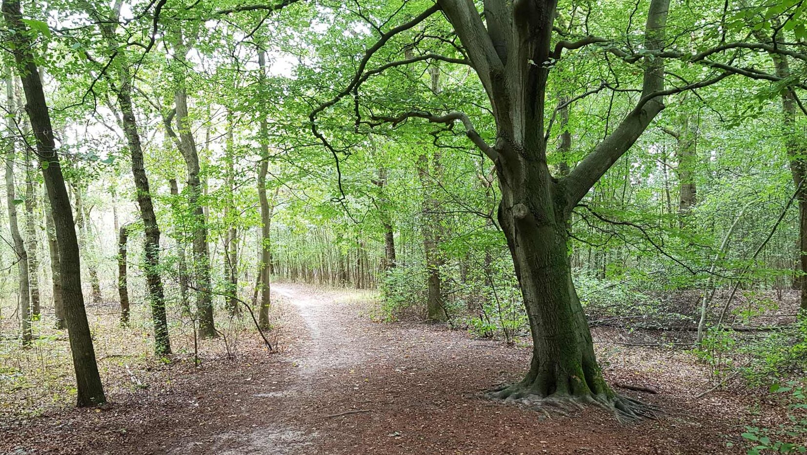Wandeling door het Naaldenveld Zandvoort vakantie holiday