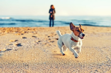 Ein Beagle läuft fröhlich über den Strand in Zandvoort. Ferienwohnung mit Hund mieten? Buche jetzt von privat!